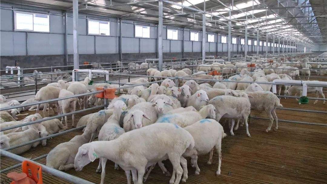 微菌環(huán)境攜手梭梭拉達種養(yǎng)殖舍，解決養(yǎng)殖舍除臭大難題